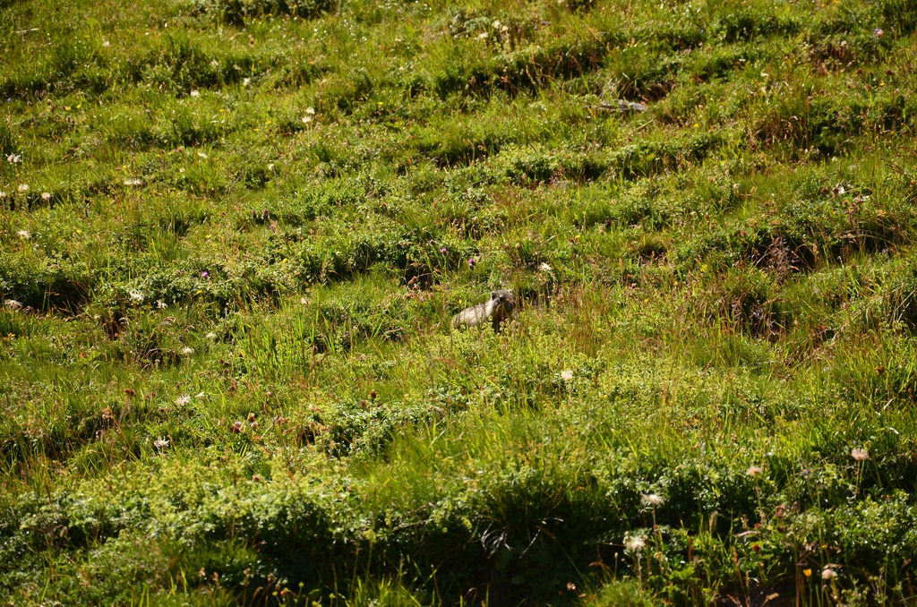 2015-07 Savoie/Orgère/DSC_0411.JPG